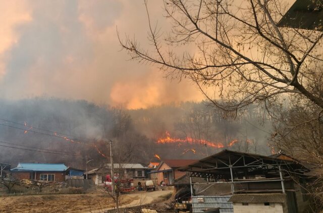 경북 안동시 길안면 산불 현장. / 뉴시스