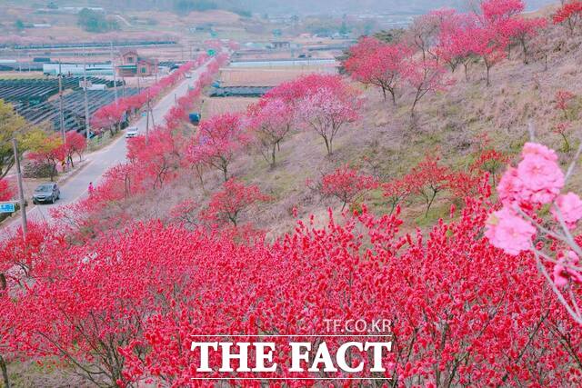 금산군 남일면 홍도마을. /금산군
