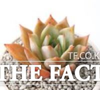 신품종 코랄슈가 이미지./경기도농업기술원