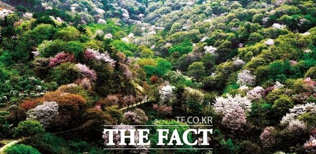 지난해 금산군 군북면 보곡산골에 만발한 산벚꽃. /금산군