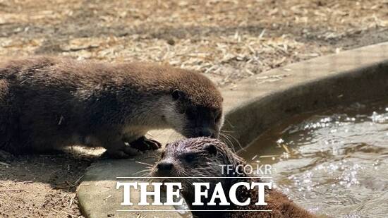 경기도 야생동물구조관리센터 사육장에서 재활·적응훈련을 받고 있는 수달들의 모습 /경기도