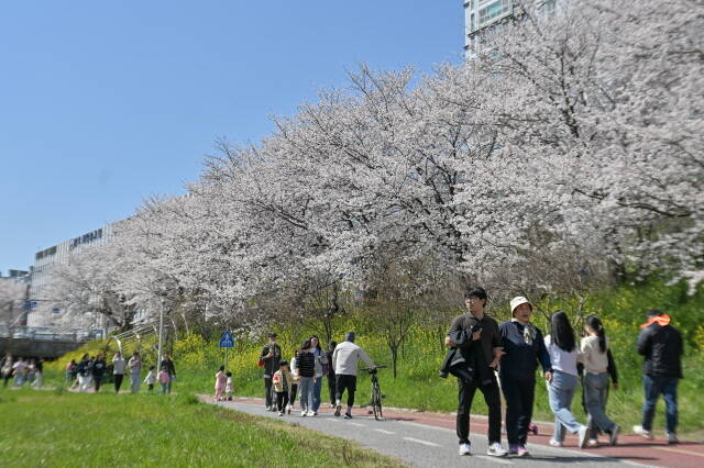 봄의 정취를 만끽하는 시민들. /광주시 서구
