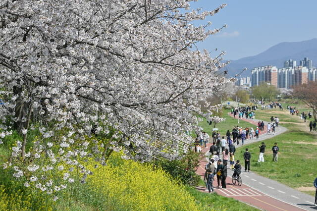 봄의 정취를 만끽하는 시민들. /광주시 서구