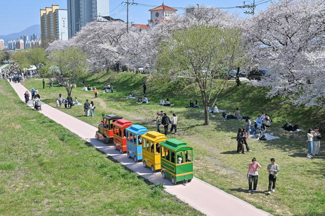 봄의 정취를 만끽하는 시민들. /광주시 서구