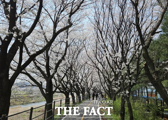 조치원 봄꽃축제 조천 벚꽃길 전경. /세종시