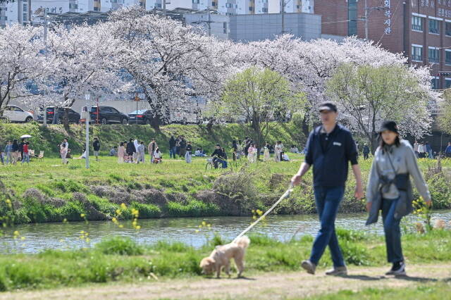 봄의 정취를 만끽하는 시민들. /광주시 서구