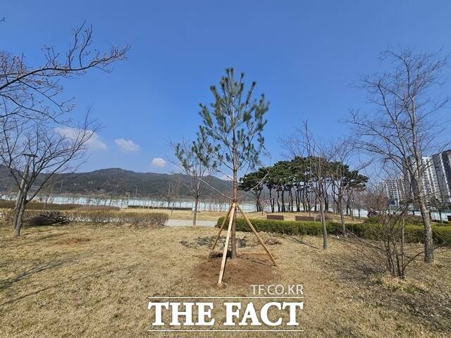 내포신도시 홍예공원에 이식된 정이품송 자목 /충남도