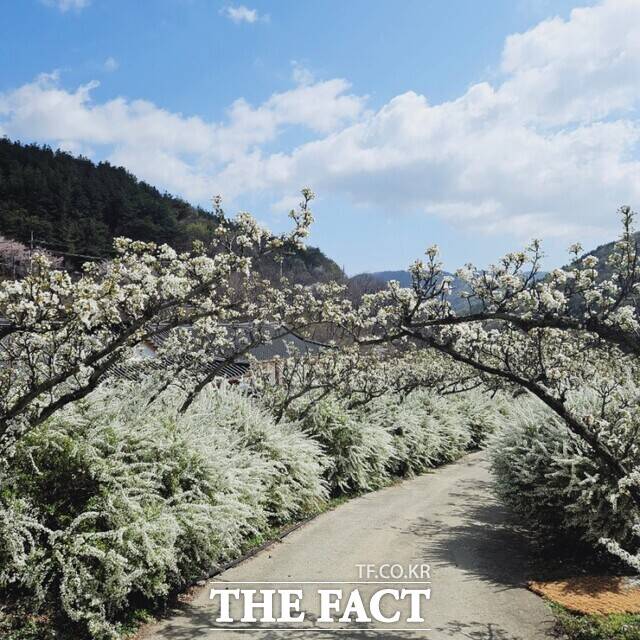 보령시 무궁화수목원 전경. /보령시