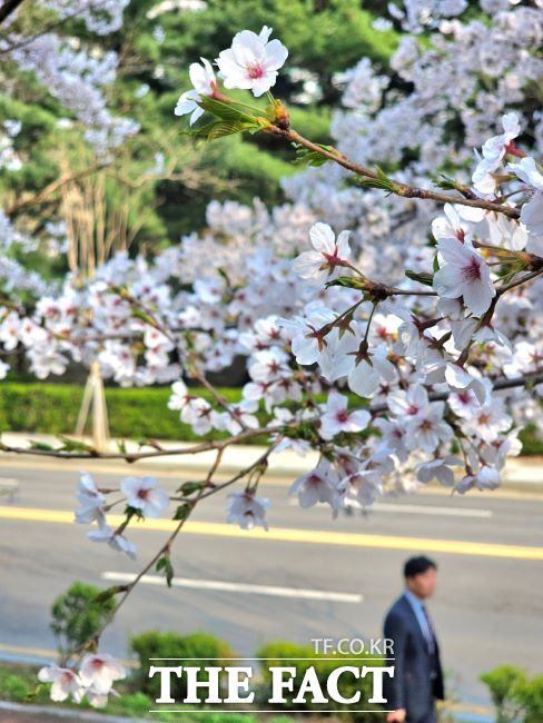 안양시청 앞에 핀 벚꽃./안양시