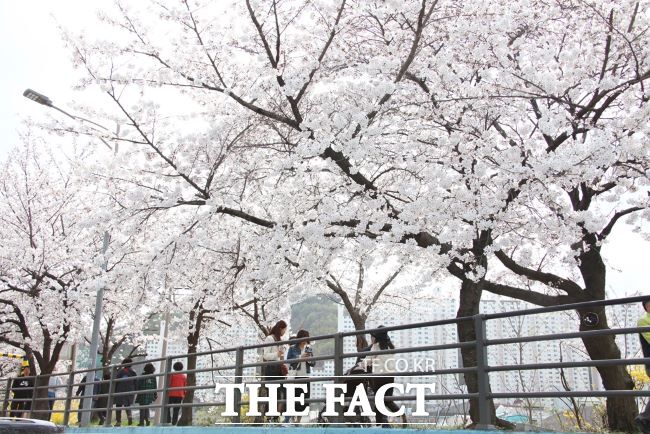 충훈부에 핀 벚꽃./안양시
