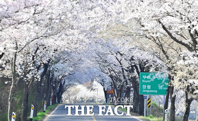 ‘한국의 아름다운 길 100선’에 뽑힌 충남 청양군 장곡사 길 5.7㎞ 구간에 벚꽃이 만개했다. /청양군