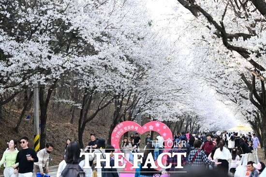 지난해 경기 여주시 흥천면에 위치한 흥천 남한강 벚꽃길에서 열린 벚꽃 축제를 찾은 상춘객들이 흐드러진 벚꽃나무 사이를 즐거운 표정으로 걷고 있다./경기도