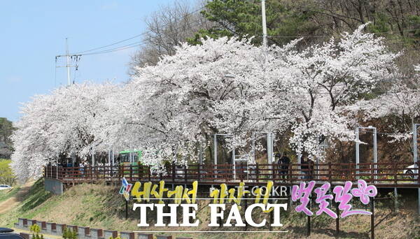 대청호 오동선 벚꽃길 모습 /대전 동구