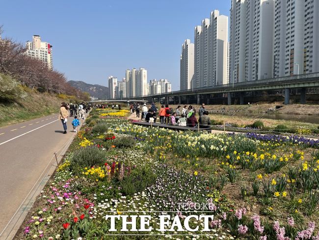 충훈2교 주변에 핀 봄꽃./안양시