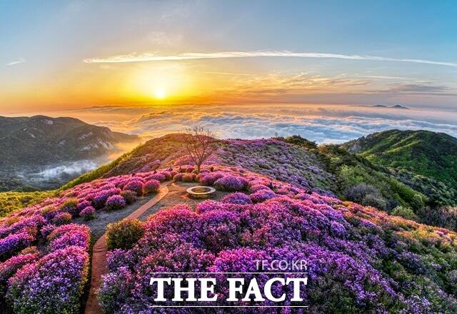 경남 합천 황매산군립공원 철쭉 /합천군