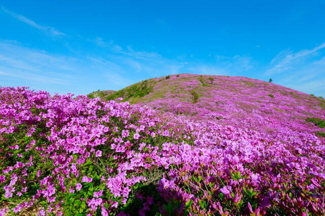 보성 일임산 철쭉 풍경./보성군