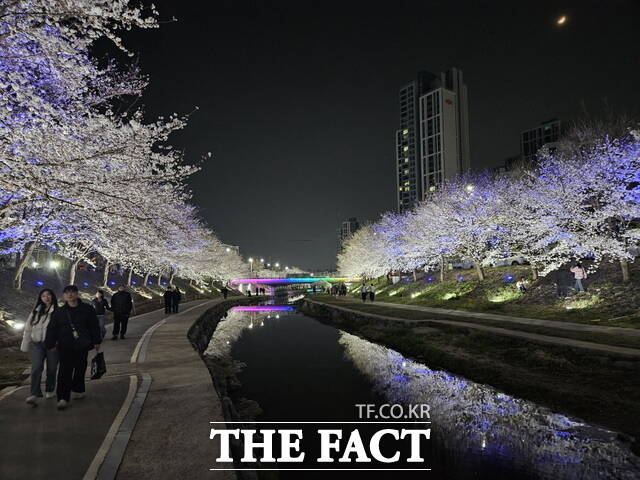 천안시는 벚꽃 개화기에 맞춰 원성천과 천안천 산책로에 경관 조명을 설치해 주민들로부터 호응을 받고 있다./천안시