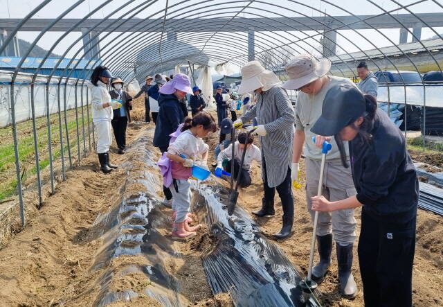 농업인들과 서삼초 농산어촌 유학생 가족들이 감자 재배를 시작했다. /장성군