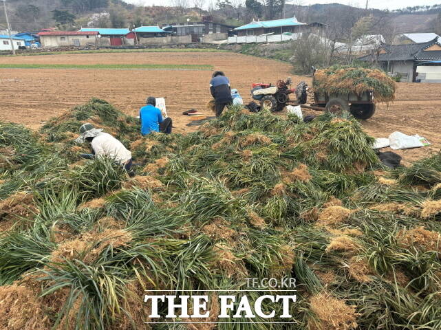 맥문동 전국 최대 생산지 청양군 한 농가에서 수확을 하고 있다. /청양군