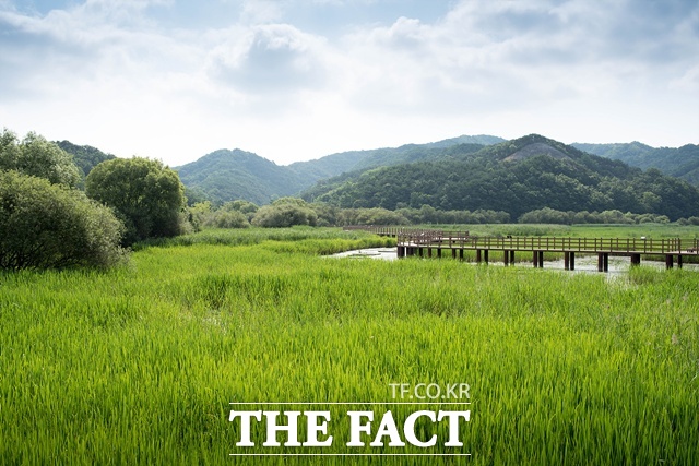 합천군 정양늪 전경/합천군