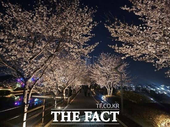 경기 파주시가 새롭게 야간 경관조명을 단장, 야간 산책길 명소로 떠오르고 있는 파주 운정호수 벚꽃길의 모습./파주시