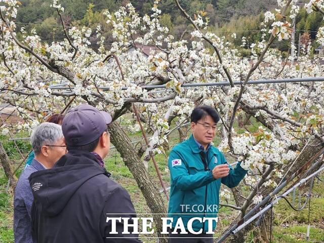 지난달 말 발생한 이상저온으로 경남 주요 배 산지에서는 꽃눈의 약 40~60%가 씨방이 얼어죽어 검게 갈변하는 현상이 발생했다./경남도