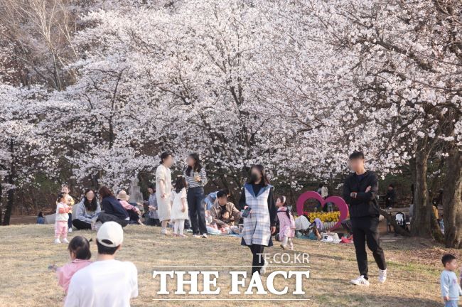 의왕시청에 만발한 벚꽃을 즐기는 시민들./의왕시