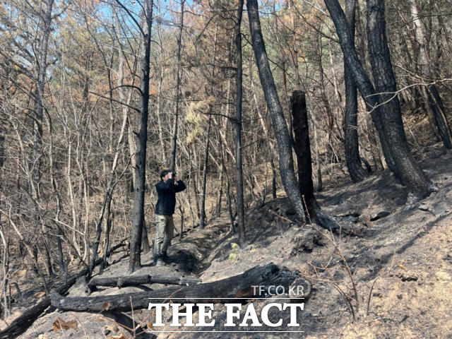 국립생태원이 최근 발생한 영남 지역 산불 피해 대응을 위해 멸종위기종 피해조사단을 출범해 복원에 나서고 있다. /국립생태원
