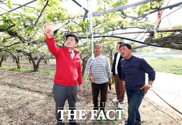 김동수 대전 유성구의회 의장(왼쪽 첫 번째)이 21일 이상기후로 인한 저온 현상으로 냉해 피해를 입은 유성배 작목농가를 방문해 피해 현황을 점검하고 애로사항을 청취했다. /유성구의회