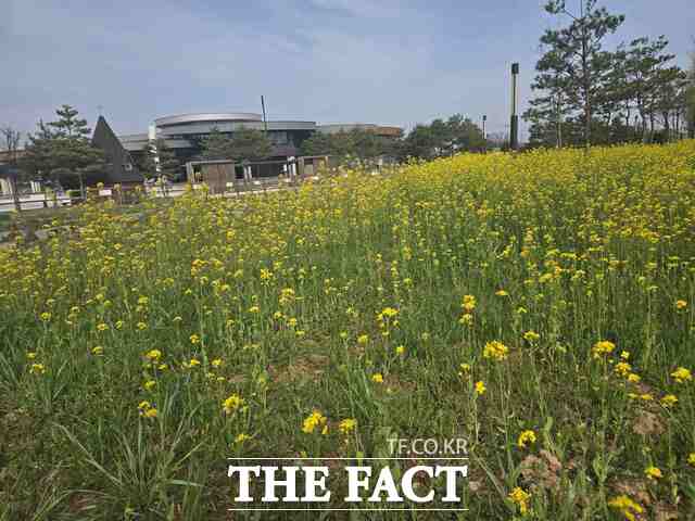 최근 당진 솔뫼성지에 유채꽃이 활짝 펴 방문객들의 발걸음을 사로잡고 있다. /당진시