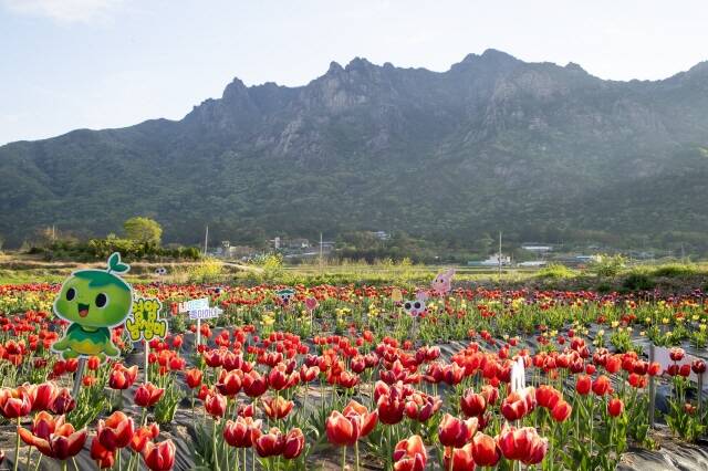 상춘객을 유혹 중인 튜립 모습 /영암군