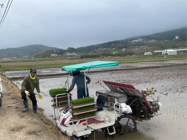 첫 벼 모내기 모습 /장흥군
