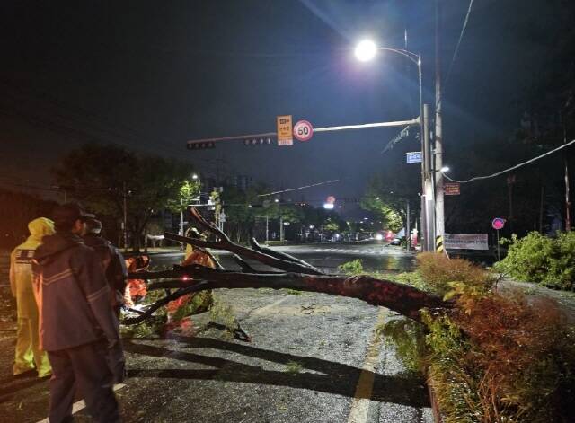 강풍으로 발생한 가로수 피해 사고 /순천시
