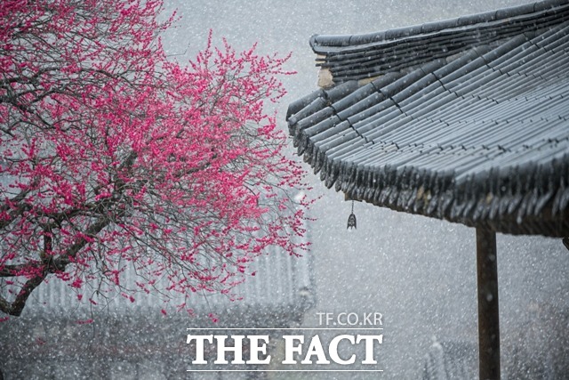 전문작가 사진부문에 대상(총무원장상) 수상자인 서재민 씨의 작품 홍백의 만남./화엄사