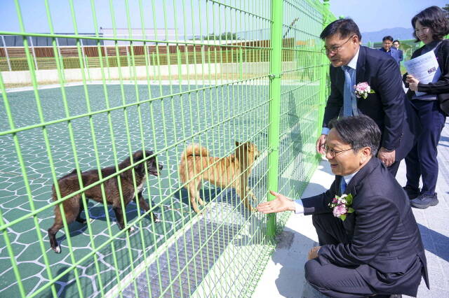 강기정시장이 동물보호센터에서 유기견을 살펴보고 있다/광주시