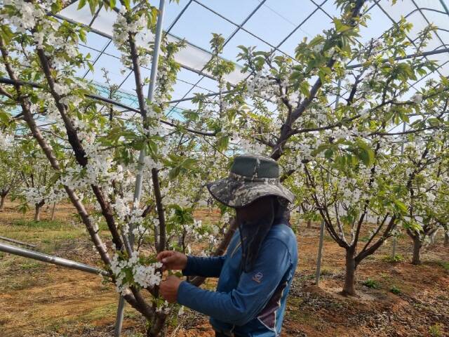 개화기 맞은 체리. /강진군