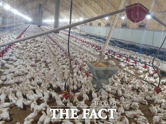 안성시가 고병원성 AI 특별방역을 진행한 산란계농장 모습 /안성시