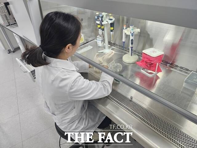 충남도 보건환경연구원 연구원이 비브리오패혈증 검사를 진행하고 있다. /충남도