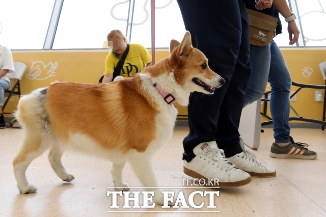 반려동물 양육 가구가 증가하면서 펫티켓 교육 수요도 함께 높아지고 있는 가운데 서울 자치구들이 교육에 적극 나서고 있다. /더팩트 DB