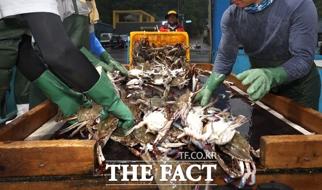 지난해 8월 태안군 근흥면 채석포항 위판장에서 어민들이 꽃게를 선별하고 있다./ 태안군