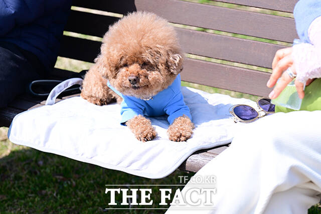 농림축산식품부는 반려견 동물등록을 활성화하고 등록 정보를 현행화하기 위해 올해 2차례 동물등록 자진신고기간을 운영한다. 사진은 일광욕을 즐기고 있는 반려견의 모습./더팩트