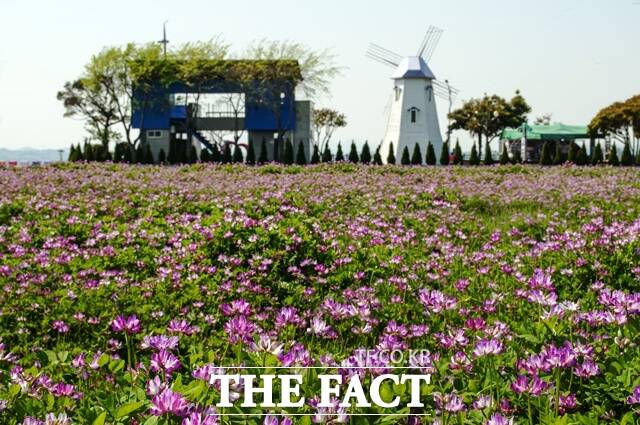 무지갯빛 해안도로 인근에 조성한 자운영 꽃단지 /사천시