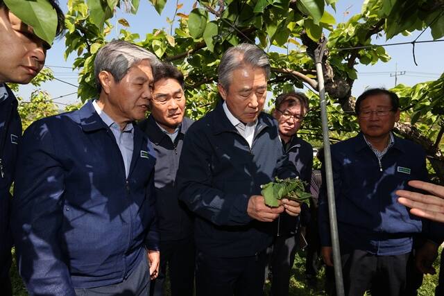 강호동 농협중앙회 회장(왼쪽에서 3번째)이 30일 경북 상주 배 재배 농가를 방문해 냉해 피해 상황을 점검하고 있다. /농협중앙회
