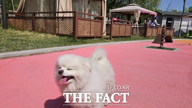 포메라니안 복숭이(2)가 4월 29일 마포구 반려동물 캠핑장을 뛰어논 후 잠시 쉬고 있다. 복숭이 뒤로 보이는 캠핑 데크와 텐트는 하루 1만원으로 이용 가능하다. 미리 예약은 필수다. /설상미 기자