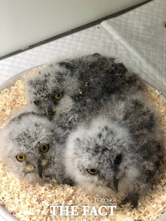 최근 경기도 야생동물 구조관리센터에 의해 구조된 어린 야생 조류들의 모습 /경기도