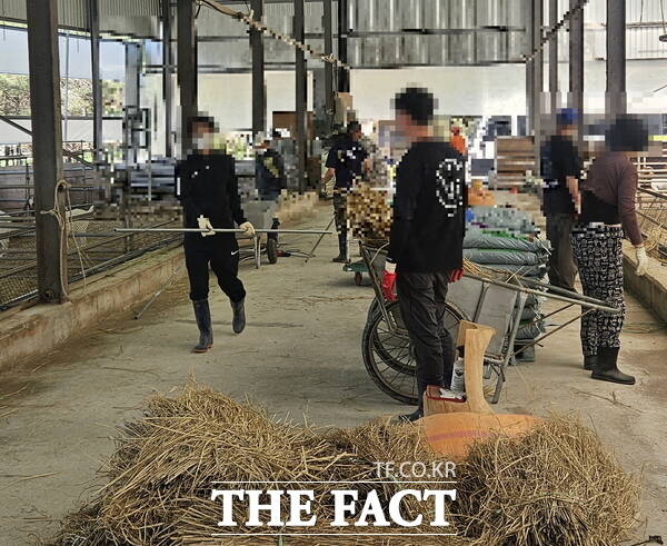 대전보호관찰소가 30일 충남 금산군 금성면 축사에 사회봉사명령 대상자들을 투입해 일손 돕기를 실시하고 있는 모습./대전보호관찰소