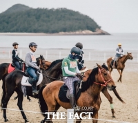  '말 복지 강화'…정부, 보호센터·의무 등록제 도입