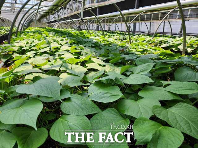 당진시농업기술센터는 2일부터 무병묘로 생산한 고구마 건전 종순 ‘소담미’ 3만 본을 순차적으로 농가에 공급한다. /당진시