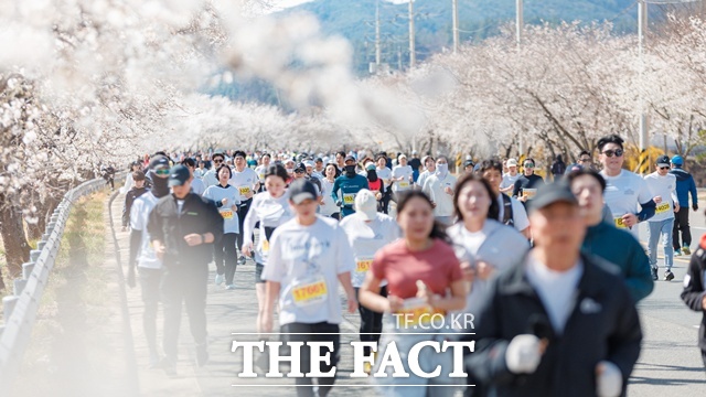 합천벚꽃마라톤대회 모습. /합천군