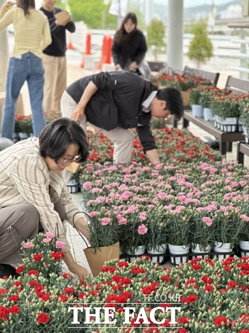 용인시가 지역내 화훼농가를 돕기 위해 마련한 카네이션 소비 촉진 행사 모습 /용인시